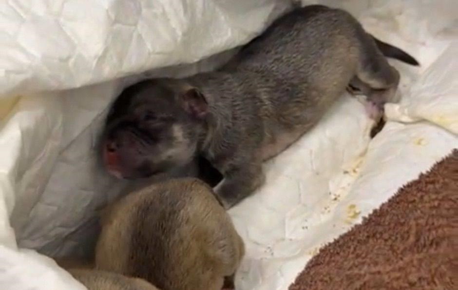 У Києві на смітник викинули живих цуценят в пакеті