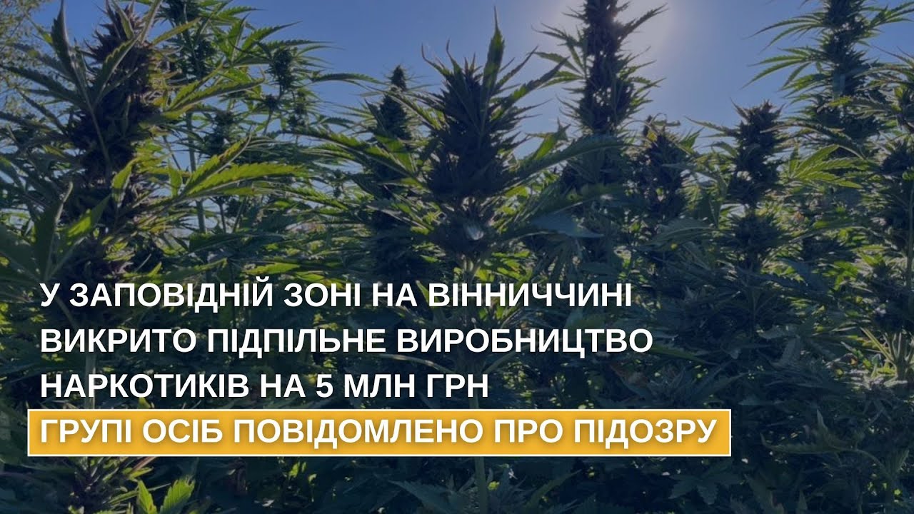 У заповідній зоні на Вінниччині викрито підпільне виробництво наркотиків на 5 млн грн