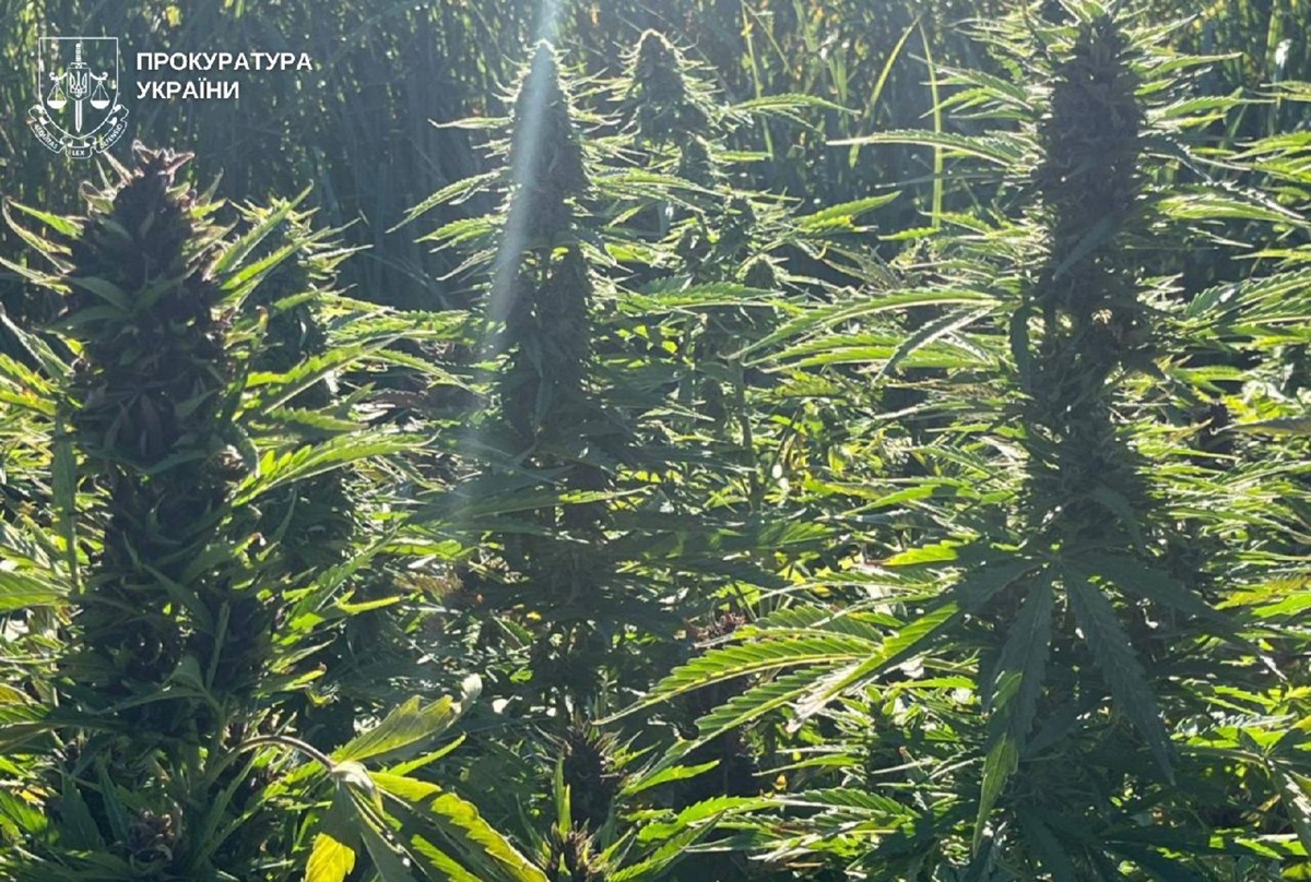 На Вінниччині викрили наркоугруповання з мільйонними прибутками