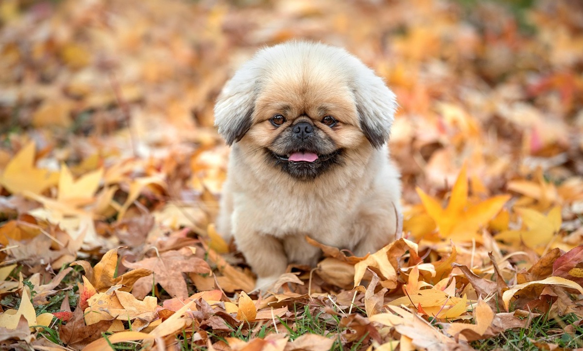 Синоптики розповіли, якою буде погода в Україні 29 вересня