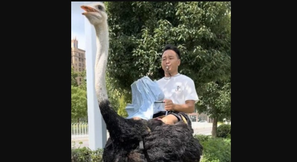 У Китаї чоловік понад 10 років їздить на страусі замість авто