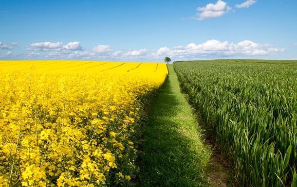 В Україні зібрали понад 3,3 млн тонн ріпаку