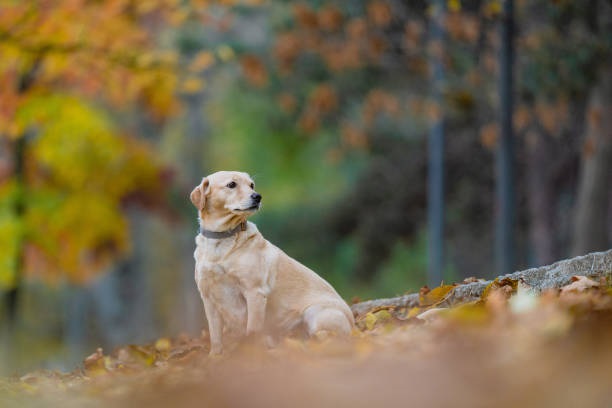 Чи буде похолодання: синоптик спрогнозував початок листопада