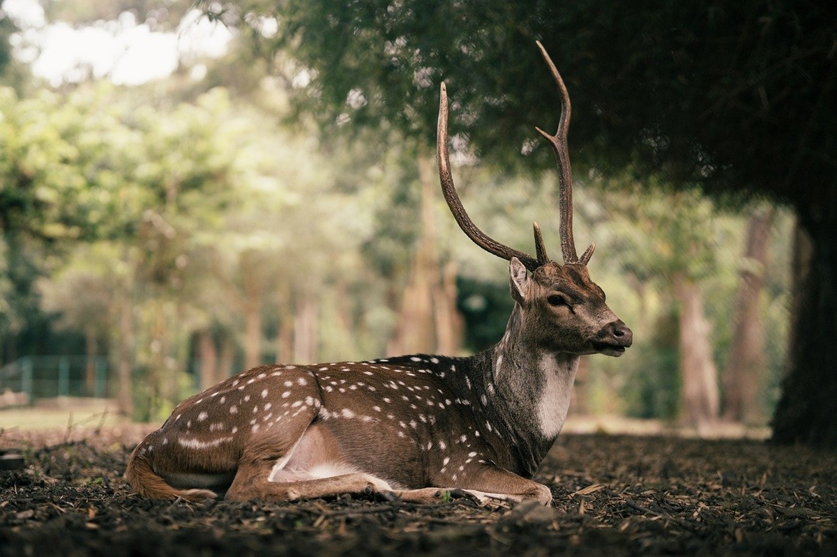 Гороскоп для всіх знаків зодіаку на 2 жовтня 2025 року