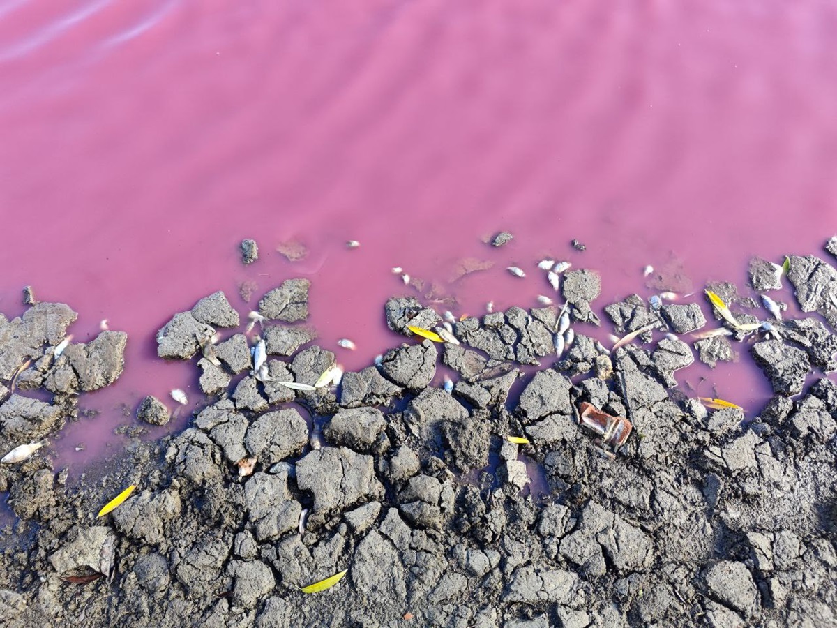 На Одещині масово загинула риба у рожевій водоймі