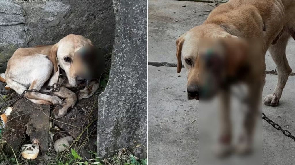 На Закарпатті чоловік тягнув собаку, прив’язавши її до мототрактора