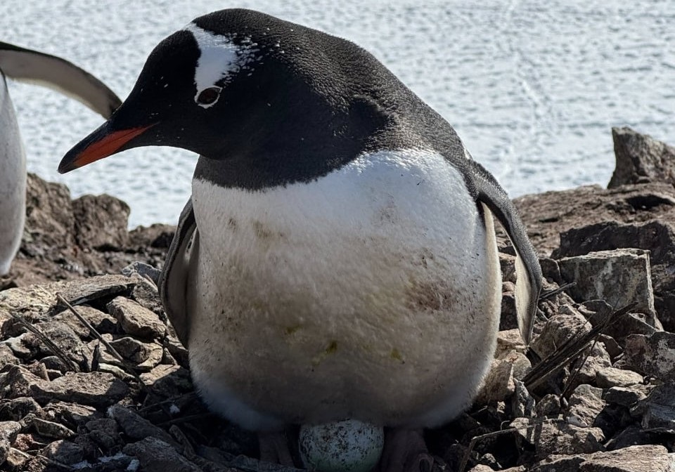 Пінгвіни біля станції Вернадський висадили перше яйце сезону