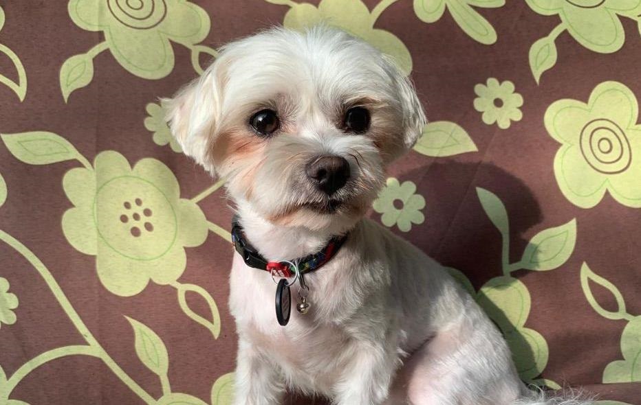 У Києві судитимуть чоловіка, який вбив собаку