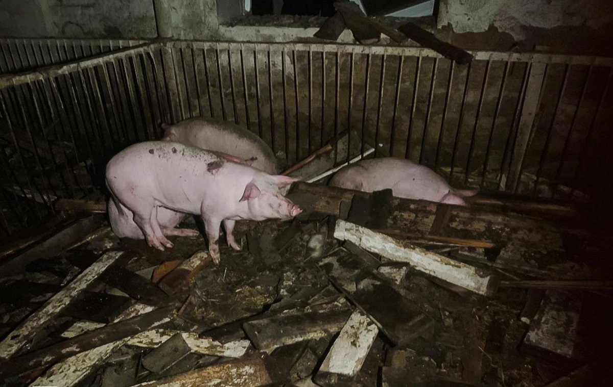 На Харківщині через атаку РФ спалахнула ферма: загинули 60 тварин