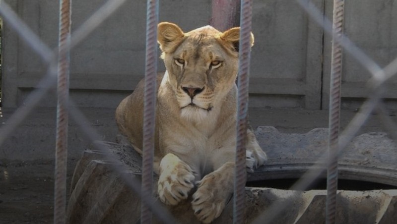 Новини України - У Хмельницькому розшукали двох левиць, які втекли з реабцентру