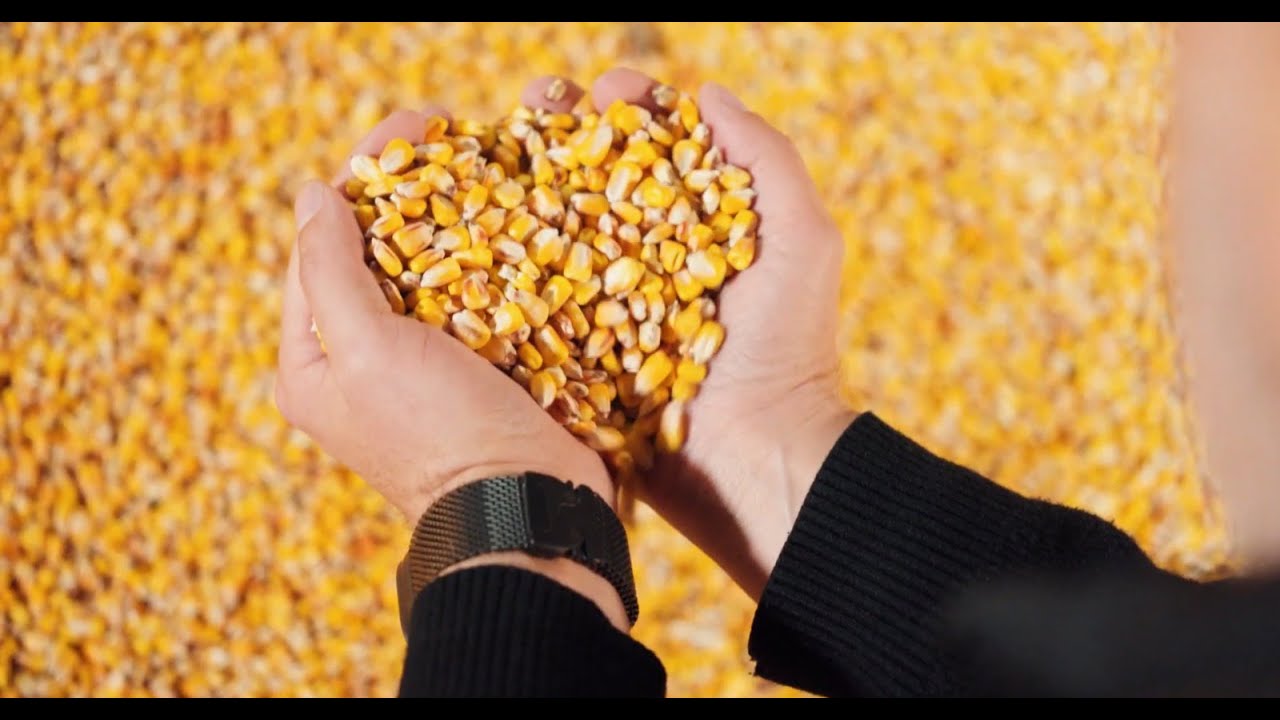 ARISE: Історія стійкості фермера з Вінниччини