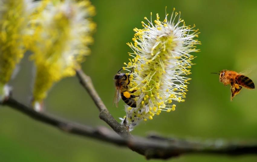 Свята 23 березня 2026: факти, традиції, прикмети